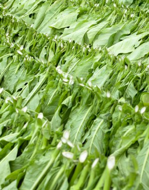 Tobacco harvest clipart