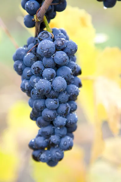Vignoble en République tchèque — Photo