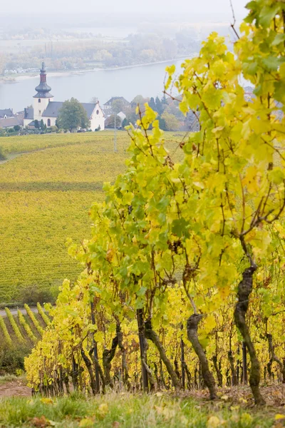 Vineyard Almanya — Stok fotoğraf