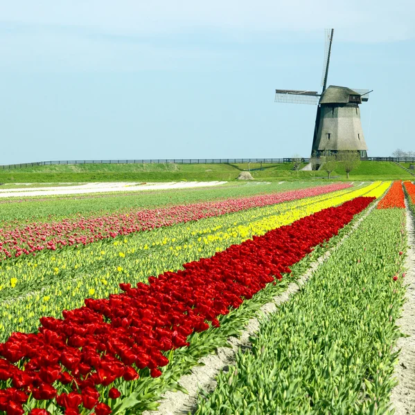 Nizozemsko — Stock fotografie