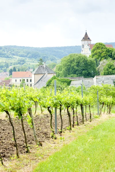 Wijngaard in Oostenrijk — Stockfoto