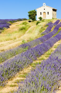 Lavender field clipart