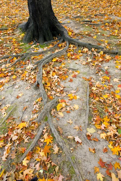 Autumnal Central Park — Photo