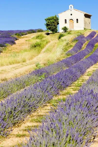 Lavendelfält — Stockfoto