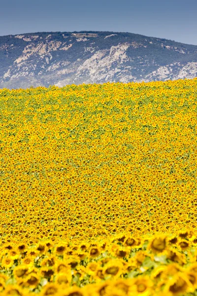 Stock image Sunflowers