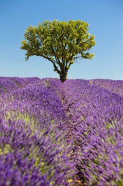 Lavender field clipart