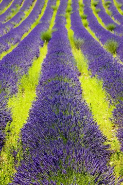 Lavender field clipart