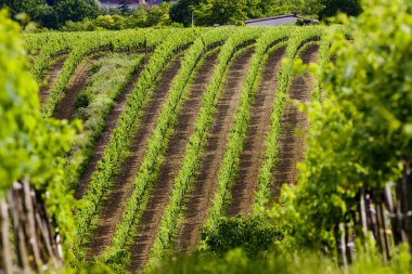 Vineyard in Czech Republic clipart