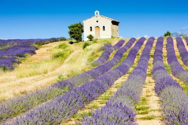 Plateau de Valensole clipart