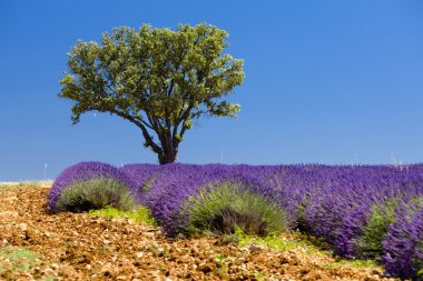 Lavender field clipart