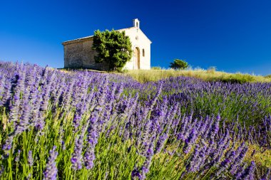 Plateau de Valensole clipart