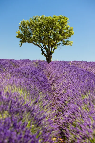 Lavender сфері — стокове фото