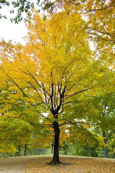 秋树 — 图库照片