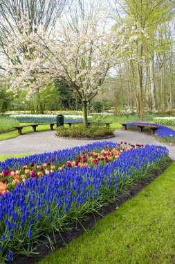 Keukenhof bahçeleri