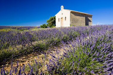 Plateau de Valensole clipart