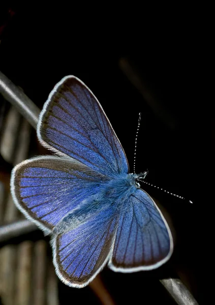 Borboleta azul comum — Fotografia de Stock