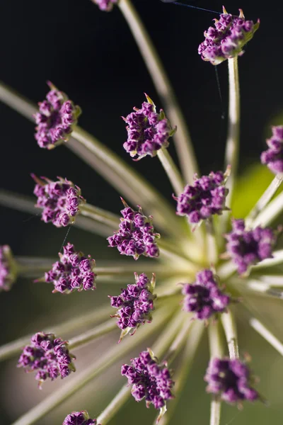 Зонтичное растение — стоковое фото