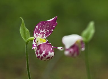 Spotted Lady Slipper clipart