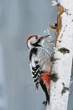 White-Backed Woodpecker clipart