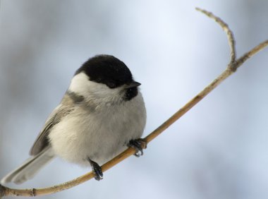 Willow Tit clipart
