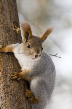 Young Squirrel clipart