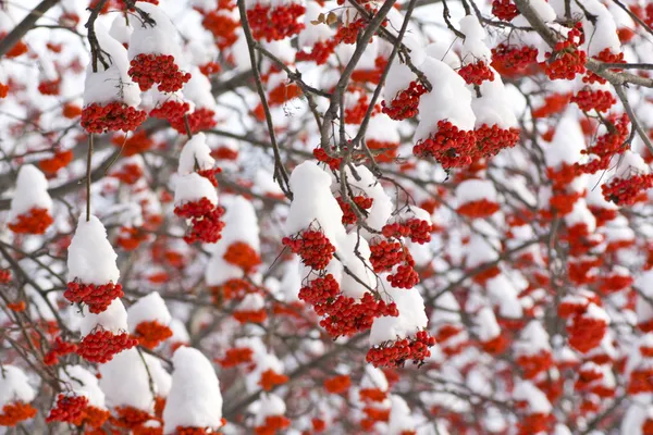 Rowan i snö — Stockfoto