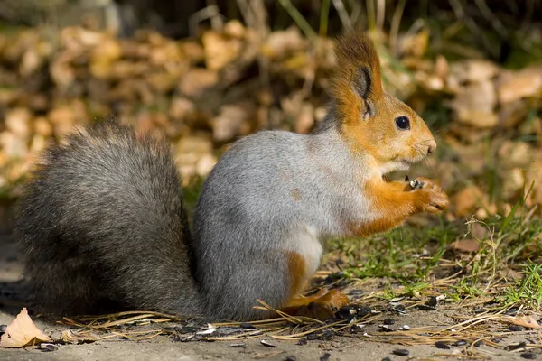 Szibériai vörös mókus — Stock Fotó