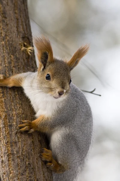 Young Squirrel — Stock Photo, Image