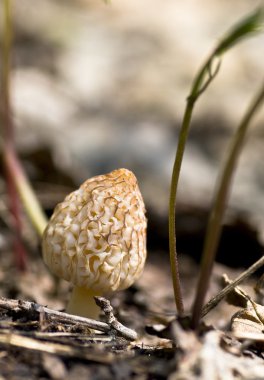 Morel Mushroom clipart