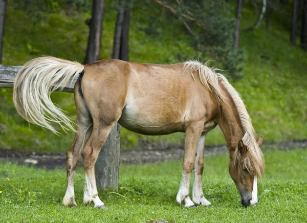 Palamino kůň — Stock fotografie