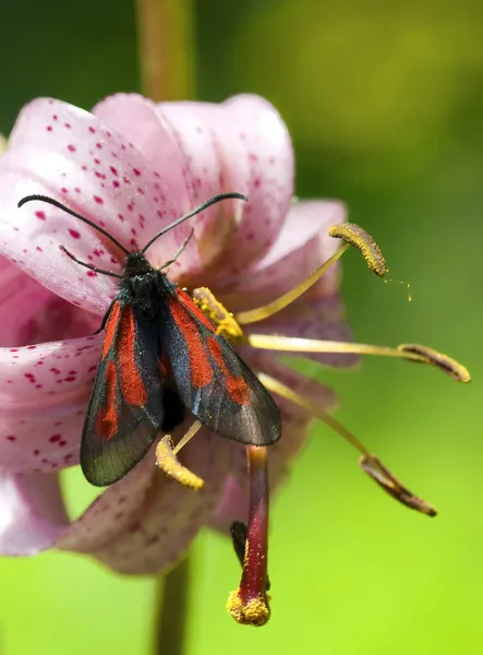 Burnet Moth — Stock Photo, Image