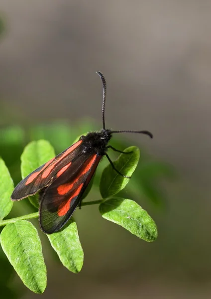 Burnet Moth — Stock Photo, Image