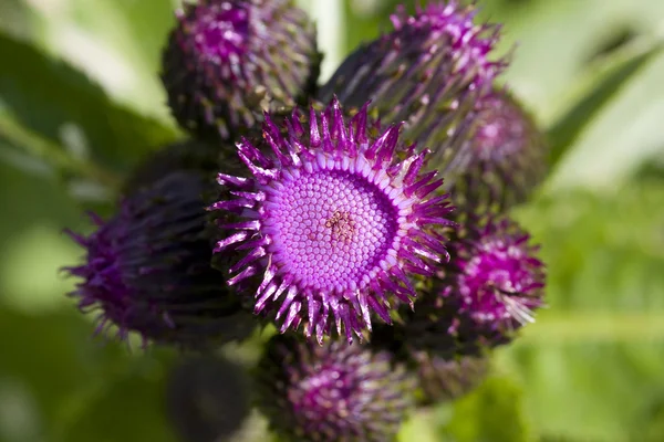 Thistle çiçek