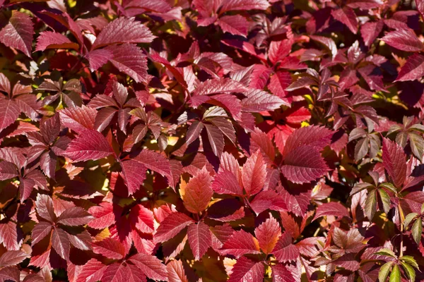 stock image Hop Leaves