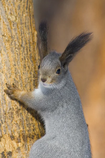 Gewone eekhoorn op een boom — Stockfoto