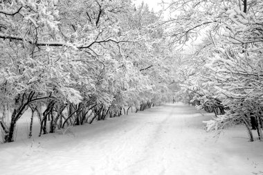 Snowbound alley in park clipart