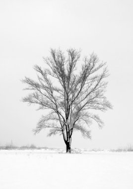 Yalnız ağaç tutar kış alanı