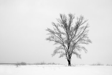 Alone tree among snowbound field clipart