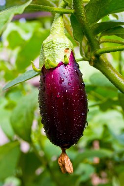 Aubergine on vegetable garden clipart