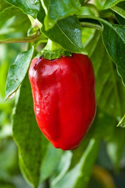 Red sweet pepper on vegetable garden clipart