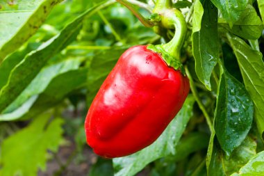 Red sweet pepper among green leafs clipart