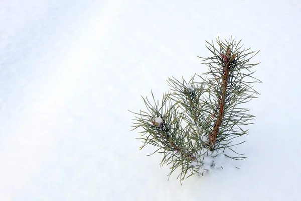Pine sprout onder de sneeuw — Stockfoto