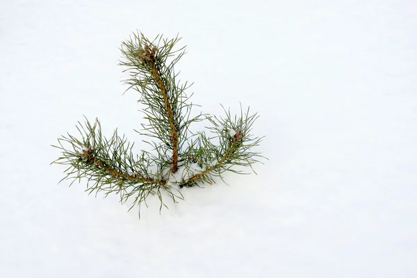 小小的松树树雪下 — 图库照片