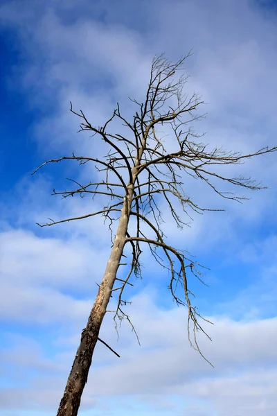 Starý mrtvý strom — Stock fotografie