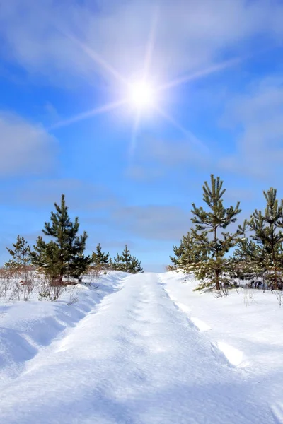 Estrada florestal sob neve — Fotografia de Stock
