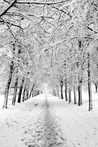 V zimě parku — Stock fotografie