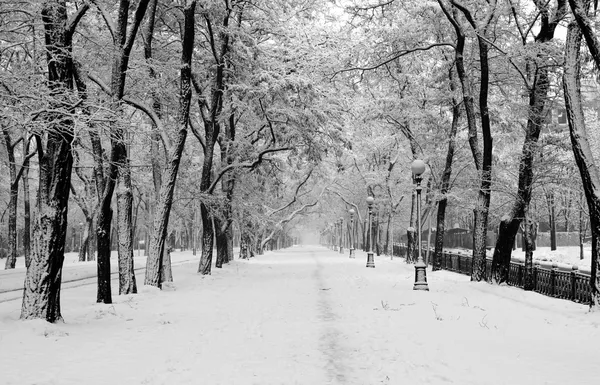 Şehir Parkı kar fırtınasında — Stok fotoğraf