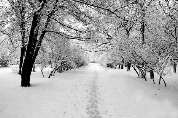 Pista no parque no inverno — Fotografia de Stock