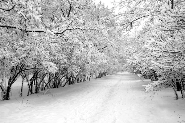 公園での積雪の路地 — ストック写真