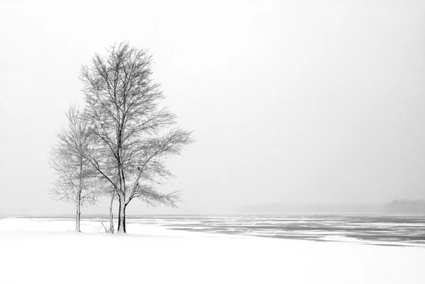 Bomen in de buurt van bevroren rivier — Stockfoto